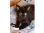 Adopt Penelope a Domestic Short Hair
