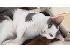 Adopt Anjelica a Domestic Short Hair