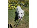 Adopt Lady a Great Pyrenees