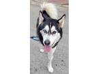 Adopt Oscar a Black - with Gray or Silver Husky / Mixed dog in Hartford