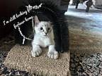 Hyland Lynx Kittens Orange & Seal Point