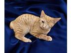 Adopt Peek-a-Boo (available for pre-adoption) a Manx