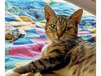Adopt Baby a Domestic Short Hair