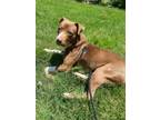 Adopt Sweets a Pit Bull Terrier