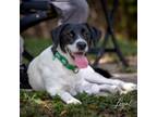 Adopt Shelby a Border Collie