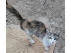 Adopt Zoya a Domestic Long Hair