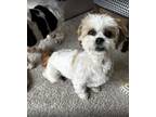 Adopt Leigha a Shih Tzu