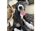 Adopt Calista a Shepherd, Pit Bull Terrier