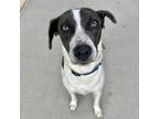 Adopt Ginger a Beagle