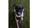 Adopt Grace a Pointer, Pit Bull Terrier