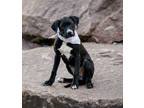 Adopt Vega a Pit Bull Terrier