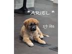 Adopt Ariel a Maremma Sheepdog, Shepherd