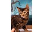Adopt Baby Ruth a Tabby