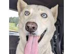 Adopt Skylar a German Shepherd Dog