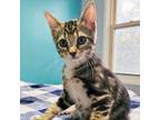 Adopt Brie a Domestic Short Hair