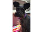 Adopt Boo Boo a Schnauzer