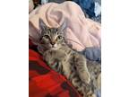 Adopt Bailey a Domestic Short Hair