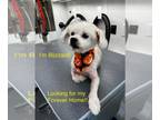 Maltipoo DOG FOR ADOPTION RGADN-1092443 - Blizzard (Bonded pair with Minnie) -