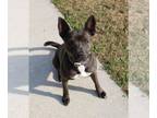 Pembroke Welsh Corgi Mix DOG FOR ADOPTION RGADN-1279905 - Miriam (reduced rover)