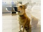 Carolina Dog Mix DOG FOR ADOPTION RGADN-1279906 - Spike (now Nash) - Carolina