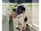 Beagle Mix DOG FOR ADOPTION RGADN-1279907 - Cannoli (Reduced Rover) - Beagle /