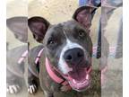 Staffordshire Bull Terrier DOG FOR ADOPTION RGADN-1279908 - Ziggy -