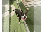 American Pit Bull Terrier Mix DOG FOR ADOPTION RGADN-1279915 - Babygirl - Pit