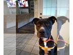 Borador DOG FOR ADOPTION RGADN-1279916 - Buddy - Labrador Retriever / Border