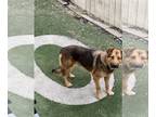 German Shepherd Dog Mix DOG FOR ADOPTION RGADN-1279922 - Hemi - German Shepherd
