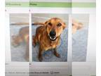 Golden Retriever Mix DOG FOR ADOPTION RGADN-1279923 - Shiva - Golden Retriever /