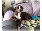 Mountain Cur Mix DOG FOR ADOPTION RGADN-1279928 - Luna B - Mountain Cur /