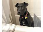 Shepradors DOG FOR ADOPTION RGADN-1279929 - Bruno (Reduced Rover) - Labrador