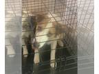 Border Collie DOG FOR ADOPTION RGADN-1279930 - Juanita - Border Collie (medium