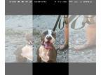 American Pit Bull Terrier DOG FOR ADOPTION RGADN-1279937 - Smokie bear - Pit