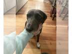 Sheprador DOG FOR ADOPTION RGADN-1279943 - Nyx - Australian Shepherd / Labrador
