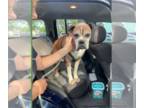 Boxer DOG FOR ADOPTION RGADN-1279951 - Rocky Boy (Fospice) - Boxer (short coat)