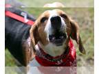 Beagle DOG FOR ADOPTION RGADN-1279953 - Meadow (fna Cricket III) - Beagle Dog