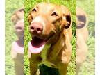 Labrador Retriever Mix DOG FOR ADOPTION RGADN-1279955 - Bibi - Labrador