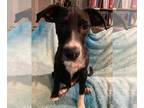 Labrador Retriever Mix DOG FOR ADOPTION RGADN-1279965 - Pongo - Labrador