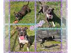 Bullboxer Pit DOG FOR ADOPTION RGADN-1279968 - Georgia - Boxer / Pit Bull