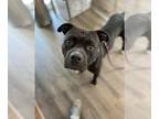 American Staffordshire Terrier DOG FOR ADOPTION RGADN-1279974 - Jacques -