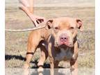 American Staffordshire Terrier Mix DOG FOR ADOPTION RGADN-1279980 - Bossier -