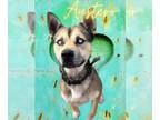 Huskies Mix DOG FOR ADOPTION RGADN-1279987 - Austero - Shepherd / Husky / Mixed