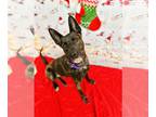 Dutch Shepherd Mix DOG FOR ADOPTION RGADN-1279992 - Leila - Dutch Shepherd /