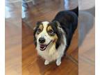 Australian Shepherd DOG FOR ADOPTION RGADN-1280006 - Maximus (Benefactor Dog) -