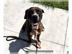Plott Hound Mix DOG FOR ADOPTION RGADN-1280032 - RIKER - Plott Hound / Mixed