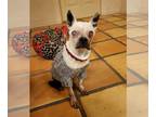 Boston Terrier DOG FOR ADOPTION RGADN-1280057 - Graham - Boston Terrier (short