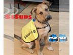 German Shepherd Dog Mix DOG FOR ADOPTION RGADN-1280064 - Suds - German Shepherd
