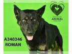 German Shepherd Dog DOG FOR ADOPTION RGADN-1280065 - ROMAN - German Shepherd Dog