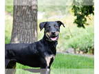 Rottweiler Mix DOG FOR ADOPTION RGADN-1280068 - Marcellus - Rottweiler / Mixed